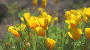 Maybe you would like to learn more about one of these? The Best Places To See Wildflowers Near Tucson Az Weekend