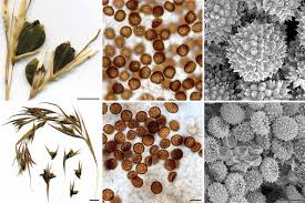 Image result for Aristida scabrivalvis