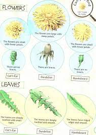 Pin On Things To Do With Herbs