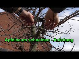 Wann sie einen apfelbaum schneiden müssen, hängt von verschiedenen faktoren ab. Apfelbaum Richtig Schneiden Anleitung Apfelbaume Zuruckschneiden Beschneiden Stutzen Youtube