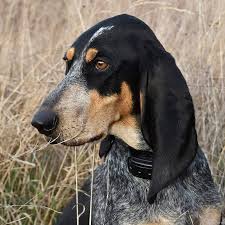 Image result for jurský honič