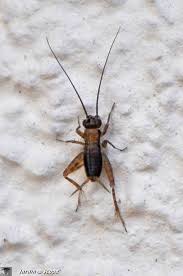 Le Petit Grillon Noir L Un Des Insectes Les Plus Populaires Le Jardinoscope Toute La Vie Animale De Nos Parcs Et Jardins Insectes Grillon Animaux
