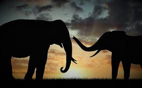 Clicca sul link qui di fianco o sul bottone qui sotto, verrai subito reindirizzato verso un altro nostro sito dove potrai scoprire come interpretare il tuo sogno. Bestiario Medievale L Elefante Luigi Nardi