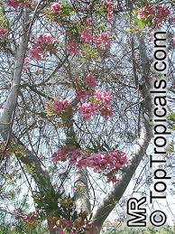 Image result for Virgilia