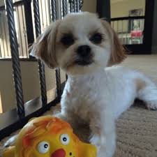 Photo Of Hollywoof Grooming Parlor Edmonton Ab Canada Dog Grooming Business Dog Grooming Grooming