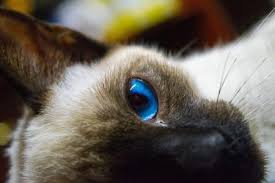 Some siamese cats that may have minor health issues would be less costly. How Much Do Siamese Cats Cost 2021 Update The Pets Kb