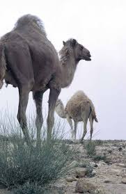 The milk tastes sweeter than cow's milk, sometimes quite earthy. You Eat Camel Sporting Shooters Association Of Australia Ssaa
