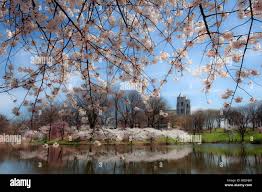 Cherry Blossoms at Branch Brook Park Newark New Jersey Stock Photo - Alamy