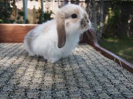 Image result for Lophacme