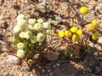 Image result for Indigofera soutpansbergensis
