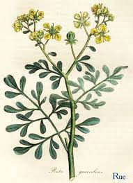 By Regan Walker While Doing The Research For Rogue Knight My New Medieval Set In 11 Th Herbs Illustration Plant Illustration Botanical Illustration