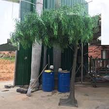 Feb 14, 2015 · willow is harvested, chipped and can be used in home heating systems or for generating electricity in thermal power stations. Artificial Weeping Tree Bonsai Green Leaves Willow Tree High Simulation Weeping Willow Trees View Artificial Weeping Tree Bonsai Songtao Product Details From Guangzhou Songtao Artificial Tree Co Ltd On Alibaba Com