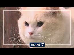 Laptop Si Unyil Hewan Istimewa 20 9 16 3 2 Youtube