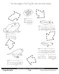 1st Grade Science Stages In The Life Cycle 1st Grade Science Life Cycles Science Worksheets