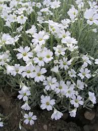 Image result for Cerastium tomentosum