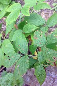 Summer fruiting raspberries fruit on the previous season's growth. How To Grow Your Own Raspberries Gardener S Path
