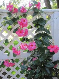 Pin On Outdoor Living