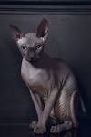 6 Strange Breeds of Hairless Cats | Featured Creature