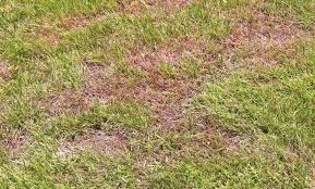 We did not find results for: A Visual Guide To Lawn Problems Lawn Solutions Australia