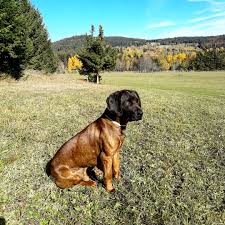 Image result for bavorský barvář