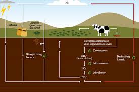 It absorbs water and is a plant cell.the roots hair collect food from the soil. Nitrogen Cycle Microbes And The Outdoors Microbiology Society