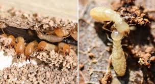 How much to get rid of termites. Get Rid Of Termites Omega Termite Pest Control