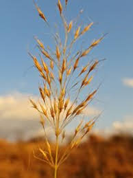 Image result for Chrysopogon