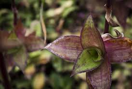 Si tratta di una pianta rampicante molto rigogliosa, dalle fogliame verde scuro e dai fiori davvero incantevoli. Le Piante Vivaivalverde