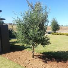 Image result for Buddleja saligna