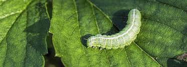 Where did these plant bugs come from? How To Tell What Bug Is Eating Your Plants Bioadvanced