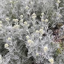 Image result for Senecio letouzeyanus