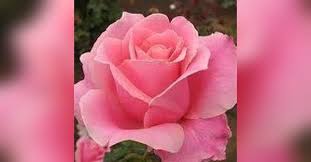 Rowe Etta "Sue" Burns (Lebanon) Obituary