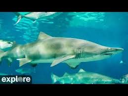 Take A Virtual Aquarium Field Trip With These Ocean And Sealife Live Feeds Perfect For Homeschooling Ocean Lovers And A Moment O In 2020 Shark Ocean Lover Shark Gif
