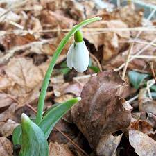 Snowdrops Toronto Gardens