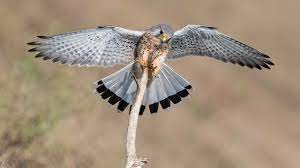 El falco tinnunculus o cernícalo vulgar es una ave rapaz del orden de las falconiformes de la familia falconidae perteneciente al género falco. Cernicalo Vulgar Ebird