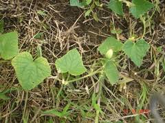 Image result for Corallocarpus schimperi