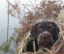 Find the perfect puppies in texas (tx)! Wirehaired Pointing Griffon Puppies For Sale Texas Bmo Show