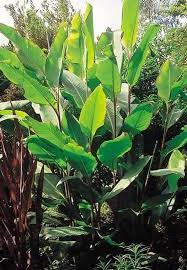 Canna Musafolia 39 Gigantische Bananenartige Blatter Wachst Bis 15 Fuss Bananenartige Blatter Canna Tropical Landscaping Perennial Plants Canna Lily