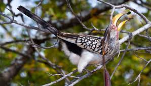 Image result for Fernandoa abbreviata