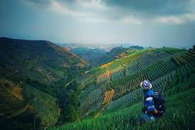 Sejuk dan indahnya kebun teh cipasung majalengka jawa barat kebun teh cipasung berlokasi di desa cipasung, kecamatan lemahsugih, majalengka yang juga merupakan perbatasan kabupaten majalengka dan kabupaten ciamis. Bukit Mercury Sayang Kaak Majalengka Spot Instagramable Berlatar Kebun Bawang Halaman All Kompas Com