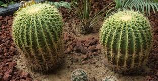 Water—either too much or not enough—is the hardest thing to get right and the most common reason cacti fail to thrive (or survive), but sweeping generalizations about how much and what kind of fertilizer should i use? Golden Barrel Cactus I Planted Roots In Mexico Manzanillo Sun