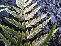 Image result for Pityrogramma