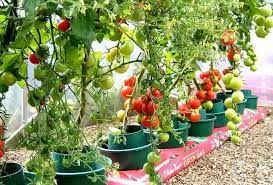 Maybe you would like to learn more about one of these? Roma Tomatoes How To Grow And Care Effectively Step By Step Guide American Gardener