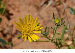 Image result for Hermannia seineri