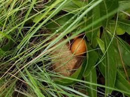 Image result for Pygmaeothamnus zeyheri