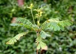 Image result for Biophytum crassipes