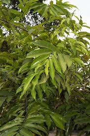 Image result for Artabotrys