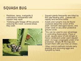 Check spelling or type a new query. In The Vegetable Garden Pests And Diseases Diseases