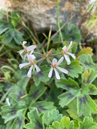 Image result for Pelargonium alchemilloides