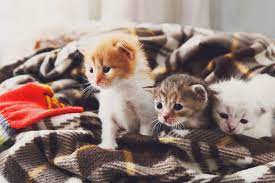 If you want to adopt a kitten for free, the secret is knowing where to look. Is Adopting A Free Kitten A Good Idea Hill S Pet